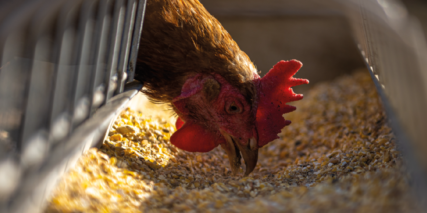 slide_bg_PAIR_baromfi