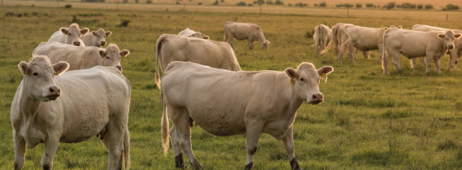 slide_bg_PAIR_eloallat