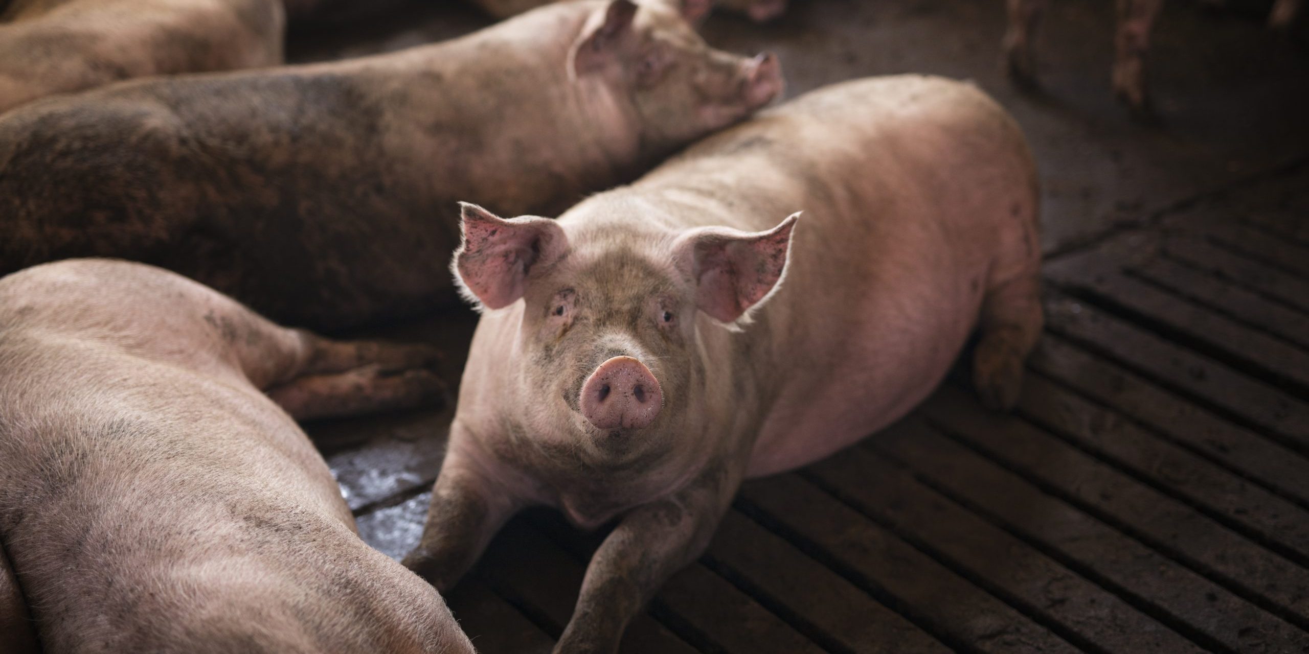 Group of pigs domestic animals at pig farm.
