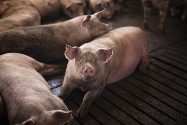 Group of pigs domestic animals at pig farm.