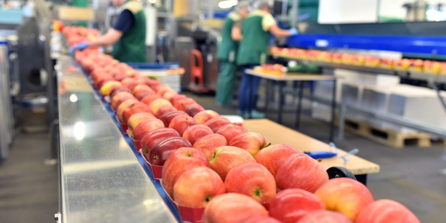 food factory: assembly line with apples and workers