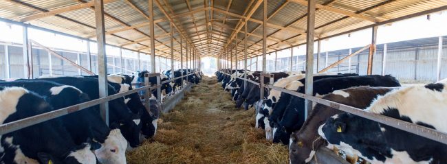 Allattarto_gazd_takarmanyfelhasznalasa_2023_ss Állattartó gazdaságok takarmányfelhasználása